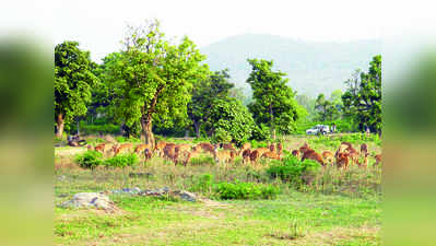 ಸಮೃದ್ಧ ಮಳೆ: ಅರಣ್ಯಗಳಲ್ಲಿ  ಜೀವಕಳೆ