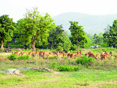 ಸಮೃದ್ಧ ಮಳೆ: ಅರಣ್ಯಗಳಲ್ಲಿ  ಜೀವಕಳೆ