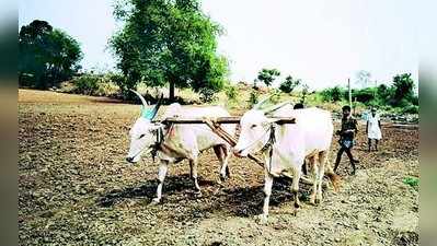 ಕೃಷಿ ಚಟುವಟಿಕೆಯತ್ತ ಹರಿದ ಚಿತ್ತ