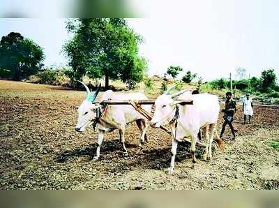 ಕೃಷಿ ಚಟುವಟಿಕೆಯತ್ತ ಹರಿದ ಚಿತ್ತ