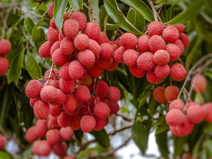 ವೈರಸ್‌ ವಿರುದ್ಧ ಹೋರಾಡುತ್ತದೆ