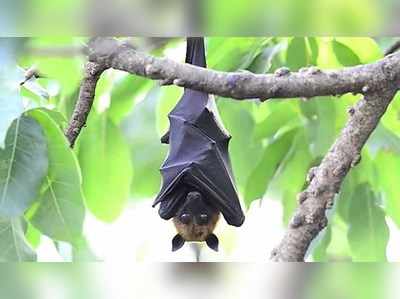 നിപ വൈറസ് നിയന്ത്രണവിധേയമെന്ന് വിദഗ്ധരുടെ വിലയിരുത്തൽ