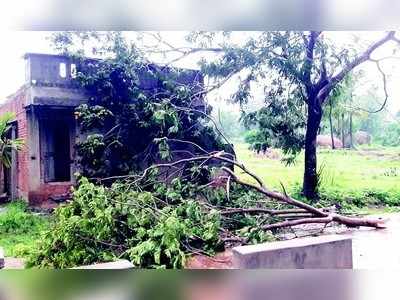 ಮಳೆ, ಗಾಳಿಗೆ ಉರುಳಿದ ಮರ