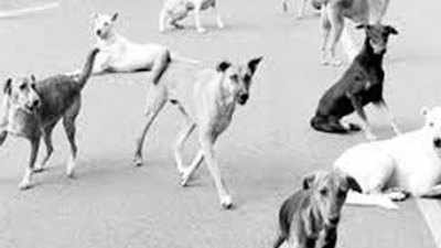 कुत्‍तों की आबादी रोकने के ल‍िए मनपा ने खर्च कर डाले 2 करोड़, समस्‍या जस की तस