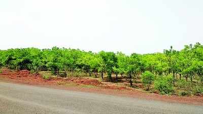 ಬರಡು ನೆಲದಲ್ಲಿ ಬೆಲೆಬಾಳುವ ಸಿಮೋರೋಬಾ