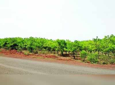 ಬರಡು ನೆಲದಲ್ಲಿ ಬೆಲೆಬಾಳುವ ಸಿಮೋರೋಬಾ