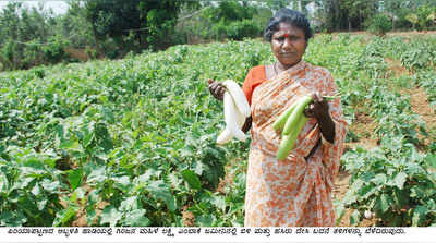 ಗಿರಿಜನರ ಹಾಡಿಗೆ ಮರಳಿದ ದೇಸಿ ತರಕಾರಿ ವೈಭವ