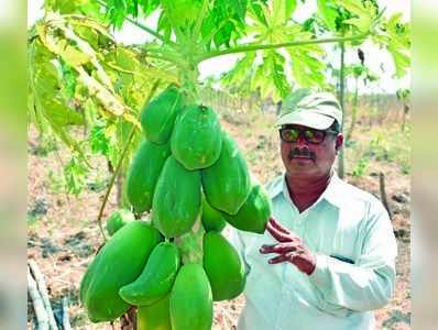 ಗುಡ್ಡ ಅಗೆದು ಸಮೃದ್ಧ ಬೆಳೆ ತೆಗೆದ ಶಿವಯೋಗಿ