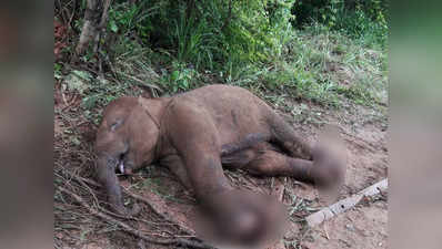 कर्नाटक: शिराडी घाट जंगल के अंदर रेलवे ट्रैक के बगल में मृत हाथी के शव मिले