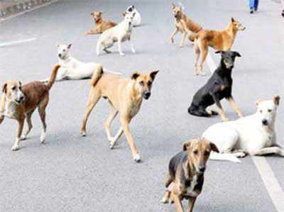 बेंगलुरु महानगर पालिका का ताजा फैसला, कुत्ते पालने के लिए लेने होंगे लाइसेंस