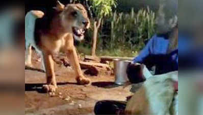 विडियो: देखें, मुर्गे का लालच देकर एशियाई शेरनी को परेशान करते दो शख्स