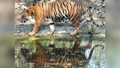 ताडोबा में वीआईपी कल्चर बढ़ाने पर वन विभाग को हाई कोर्ट की फटकार