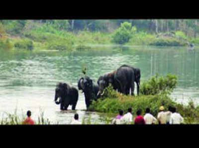 बिजनौरः जंगल में सूखे श्रोत, शहरी इलाके की ओर आए 40 हाथी