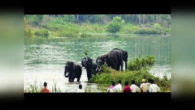 बिजनौरः जंगल में सूखे श्रोत, शहरी इलाके की ओर आए 40 हाथी