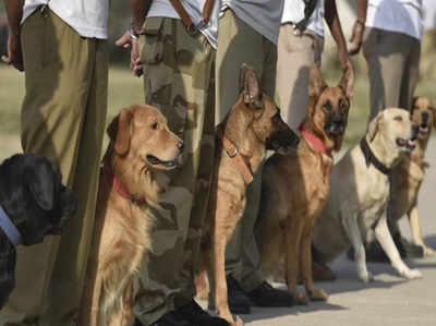 बिहार में तेलंगाना से लाए जाएंगे शराब सूंघने वाले प्रशिक्षित कुत्ते