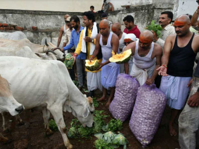 गायों को खिलाया चारा