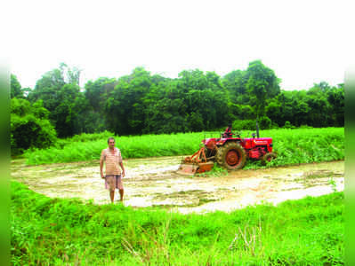 ಮಣ್ಣಿನ ಫಲವತ್ತತೆ ವೃದ್ಧಿಗೆ ಸೆಣಬಿನ ಗೊಬ್ಬರ