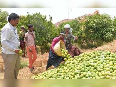 ತೋಟದ ರಾಜ