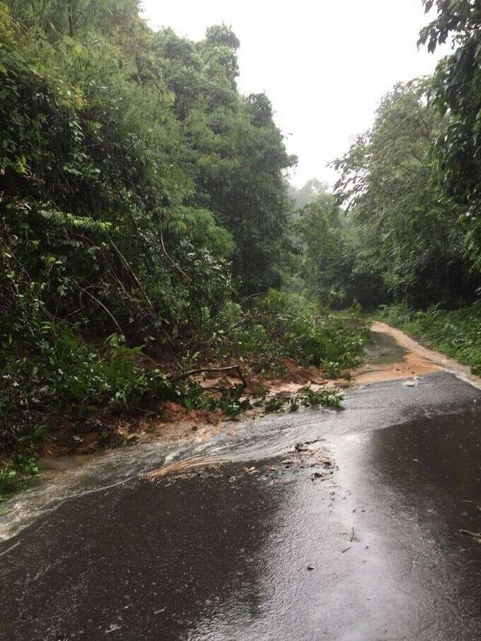 ಮಳೆಗೆ ಧರೆಗುರುಳಿದ ಮರಗಳು