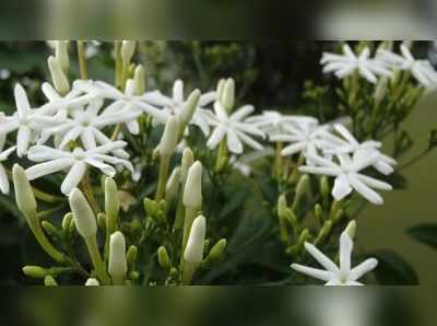 ಗಾರ್ಡನ್‌ ಟಿಫ್ಸ್‌: ತೋಟದಲ್ಲಿ ಸೂಜಿ ಮಲ್ಲಿಗೆ ಬೆಳಸಿ