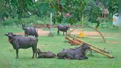 ಉದ್ಯಾನ ಇದೀಗ ಎಮ್ಮೆಗಳ ತಾಣ !