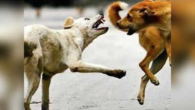चंडीगढ़: आवारा कुत्तों के हमले में डेढ़ साल के मासूम की मौत