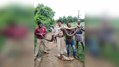 ಕೆಲಕೇರಿಯಲ್ಲಿ 12 ಅಡಿ ಹೆಬ್ಬಾವು ಪತ್ತೆ