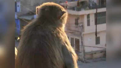 बंदर से बचा, हाईटेंशन वायर में फंसने से मौत