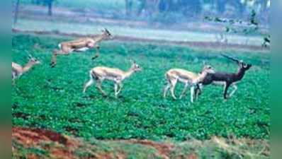 ಜಿಂಕೆ ಹಾವಳಿಗೆ ಮುಂಗಾರು ಆಶಾಭಾವ ನುಚ್ಚುನೂರು