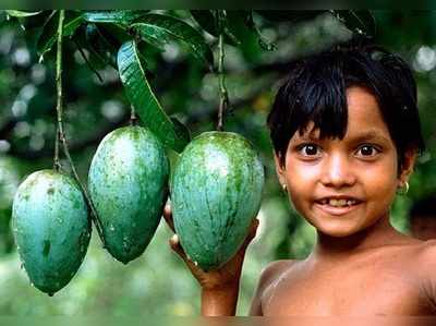 হিমসাগর-ল্যাংড়ায় ভরা বাজার! সুগার রোগী, খাব?