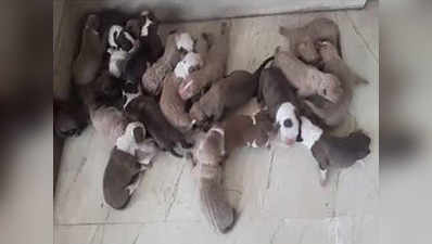 बेंगलुरु: पिटबुल ब्रीड की डॉगी ने रेकॉर्ड 21 पिल्लों को दिया जन्म
