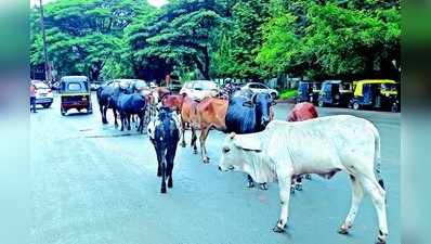 ಬಿಡಾಡಿ ಜಾನುವಾರುಗಳಿಗೆ ಪ್ರಮುಖ ರಸ್ತೆಗಳೇ ಆಶ್ರಯ