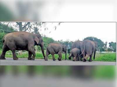 ಕಾಡಂಚಿನಲ್ಲಿ ಮತ್ತೆ ಸಾಕಾನೆಗಳ ದಾಂಧಲೆ