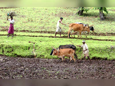 ಬೆಳೆ ವಿಮೆಗೆ ರಾಜ್ಯದ ಪಾಲು ಒದಗಿಸಲು ಸಂಪುಟದ ಸಮ್ಮತಿ