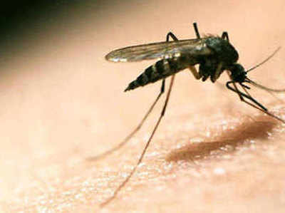 मच्‍छरों ने बढ़ाई अफसरों की मुसीबत, प्रमोशन पर लटकेगी तलवार