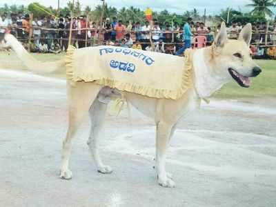 ಸಾವಿಗೀಡಾದ ಸಾಕುನಾಯಿಗೆ ಶಾಸ್ತ್ರೋಕ್ತ ಅಂತ್ಯಸಂಸ್ಕಾರ