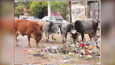 गायों के संरक्षण के लिए राजस्‍थान सरकार ने शराब पर लगाया 20 फीसदी सेस