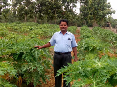 पपीते की खेती से लिखी सफलता की कहानी