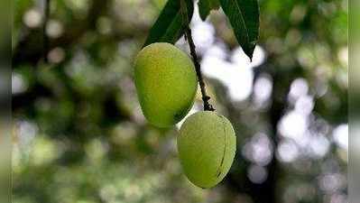 ಮಾವಿನ ಹಣ್ಣು ಕೊಯ್ಯಲು ಹೋಗಿ ವಿದ್ಯುತ್ ಶಾಕ್‌ಗೆ ಬಲಿ