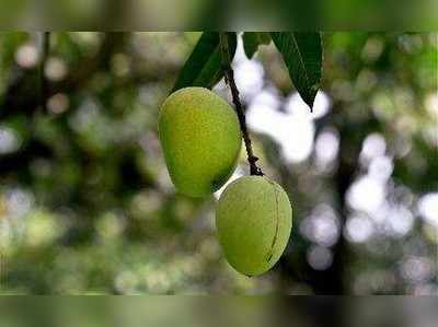 ಮಾವಿನ ಹಣ್ಣು ಕೊಯ್ಯಲು ಹೋಗಿ ವಿದ್ಯುತ್ ಶಾಕ್‌ಗೆ ಬಲಿ