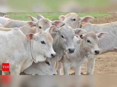 ಗೋ ಸಂರಕ್ಷಣೆಗಾಗಿ ಮದ್ಯದ ಮೇಲೆ ಶೇ.20ರಷ್ಟು ಸೆಸ್‌