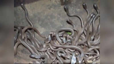 ओडिशाः घर के अंदर से मिले कोबरा सांप के 111 बच्चे, इलाके में दहशत