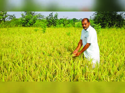 ಭದ್ರಾ ಅಚ್ಚುಕಟ್ಟಿನಲ್ಲಿ ಬಾಸುಮತಿ ಭತ್ತದ ಘಮಲು