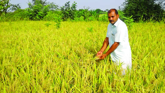 ಭದ್ರಾ ಅಚ್ಚುಕಟ್ಟಿನಲ್ಲಿ ಬಾಸುಮತಿ ಭತ್ತದ ಘಮಲು