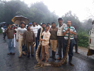 ಕಾಡುಕುರಿ ನುಂಗಿದ್ದ ಹೆಬ್ಬಾವು ತೆರವು