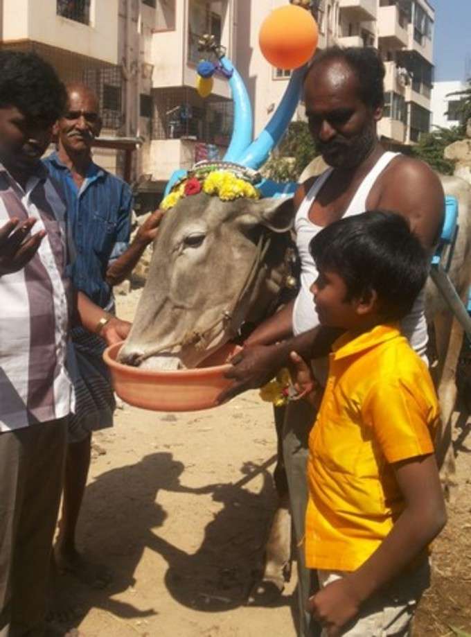 ಜೀವನಾಧಾರವಾಗಿದ್ದ ಎತ್ತು ಕದ್ದ ಖದೀಮರು, ಸಂಕಷ್ಟದಲ್ಲಿ ಬಡ ಕುಟುಂಬ