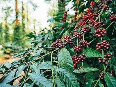 ಬೆಳಗೆದ್ದು ಕಾಫಿ ಕುಡಿದಿರಾ? ಚೇತನ ಹೃದಯ ತುಂಬಿತೆ?