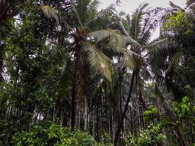 ದಾಖಲೆ ಮೇಲೆ ದಾಖಲೆ ಬರೆದ ಕರಾವಳಿ ಮಳೆ