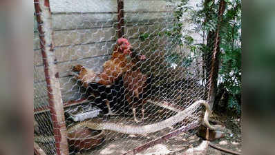 मुर्गियां खाने पहुंचा 5 फुट लंबा सांप, खुद जाल में फंसा