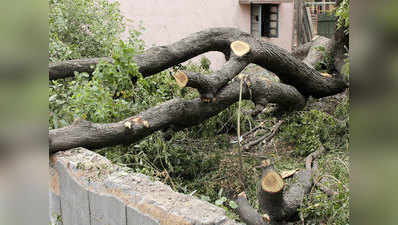HC की रोक के बावजूद काटे गए पेड़, ऐक्शन में आई दिल्ली सरकार